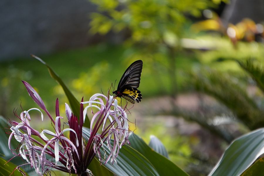 A black and yellow butterfly on pale purple flowers