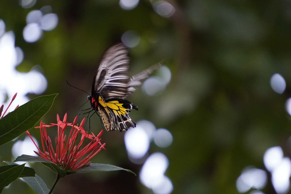 A butterfly approaching red flowers