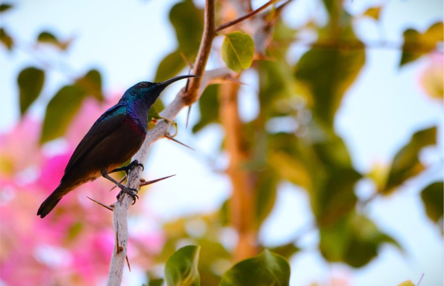 A colorful bird perched among sunlit leaves