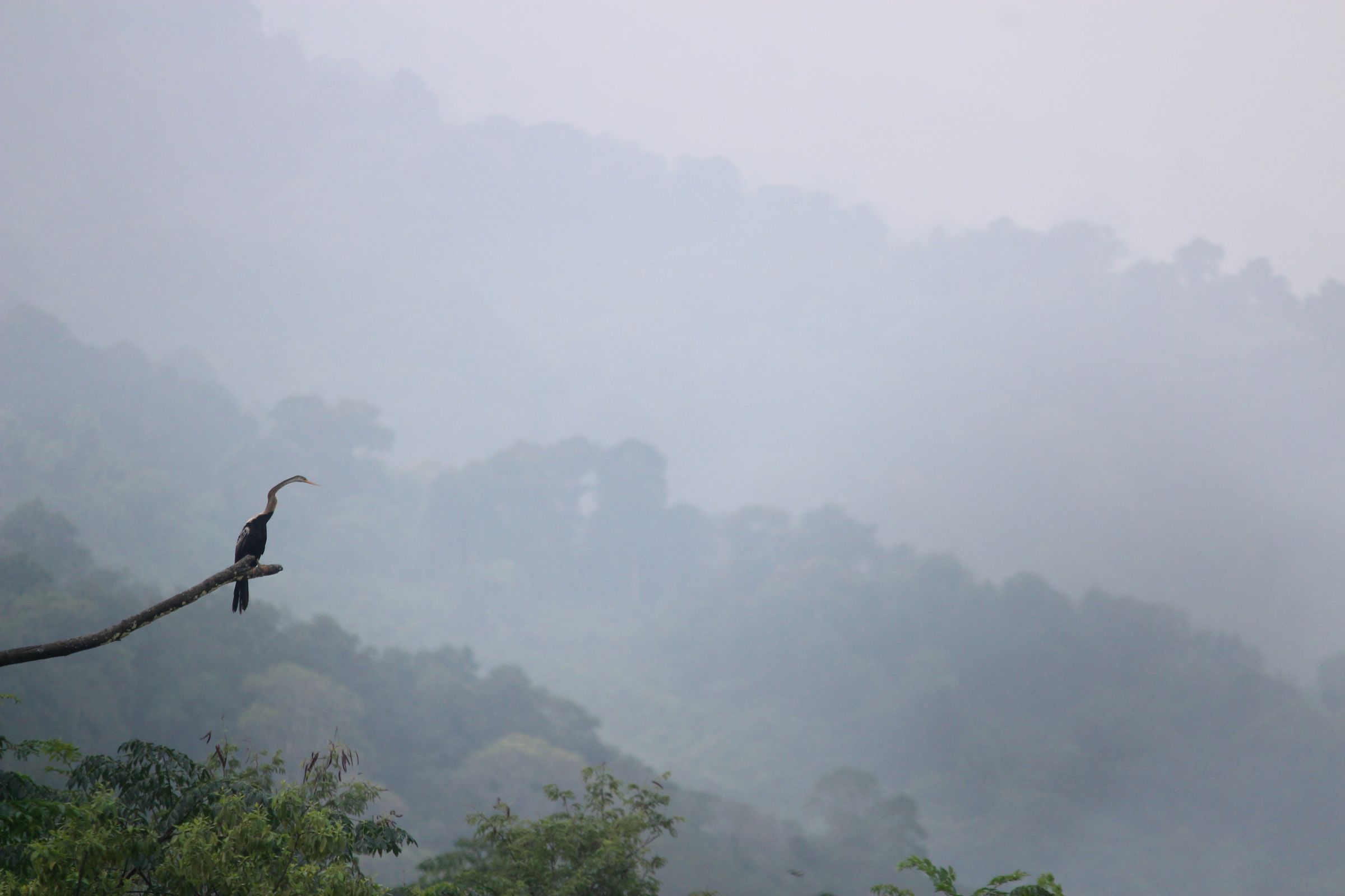 A long-necked bird on a branch against misty hills