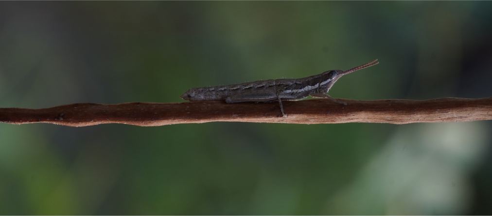 A grasshopper resting along a slender stem