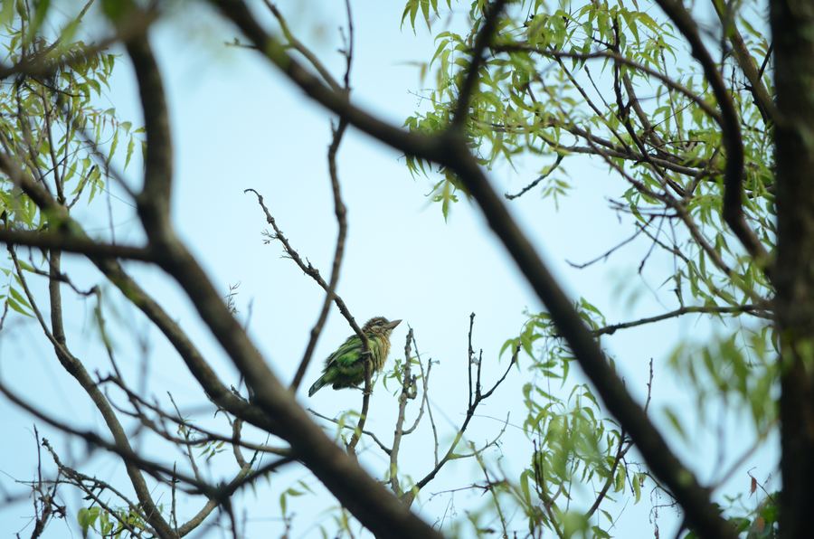 A small green bird among branches