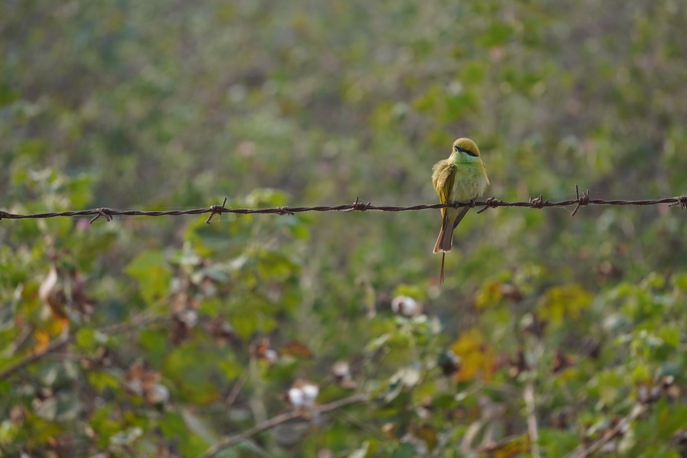 A small green bird perched on a wire
