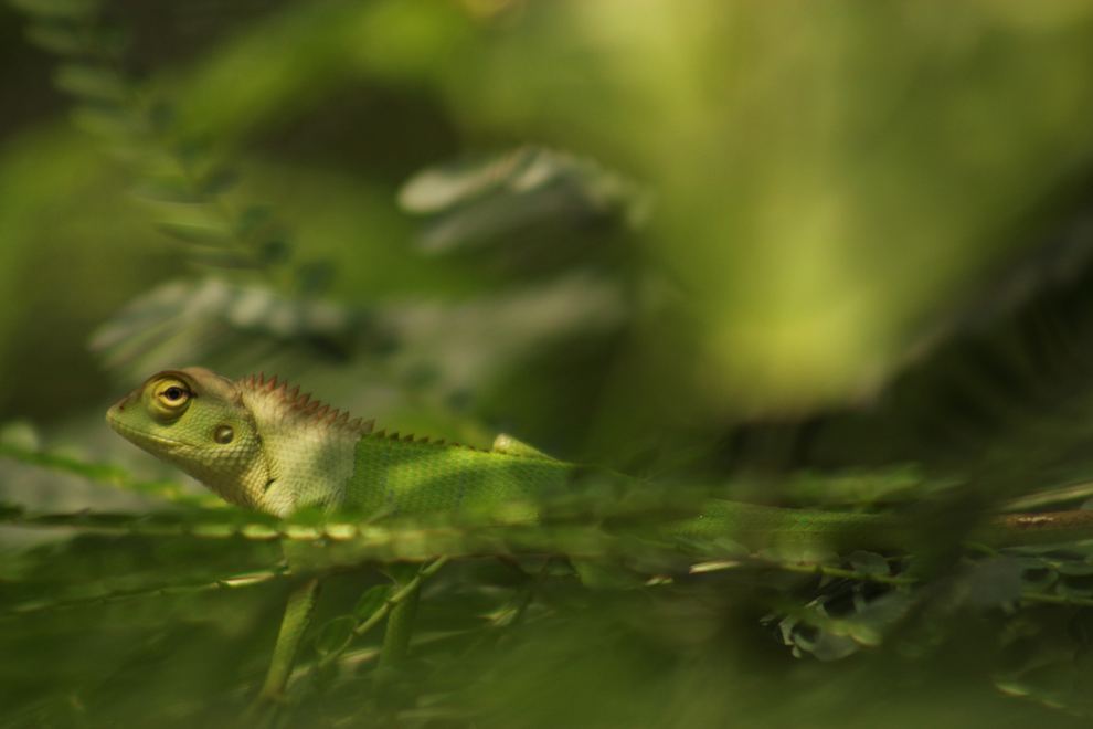 A green lizard in the grass