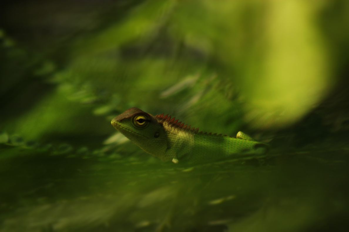 A green lizard partly hidden beneath leaves