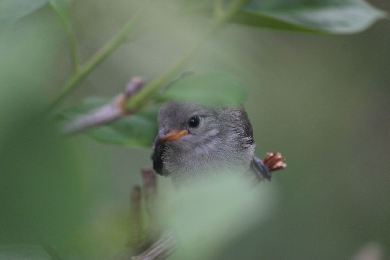 A small grey bird seen through soft green foliage