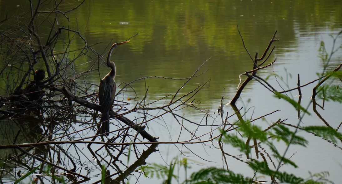 A long-necked bird perched above green water