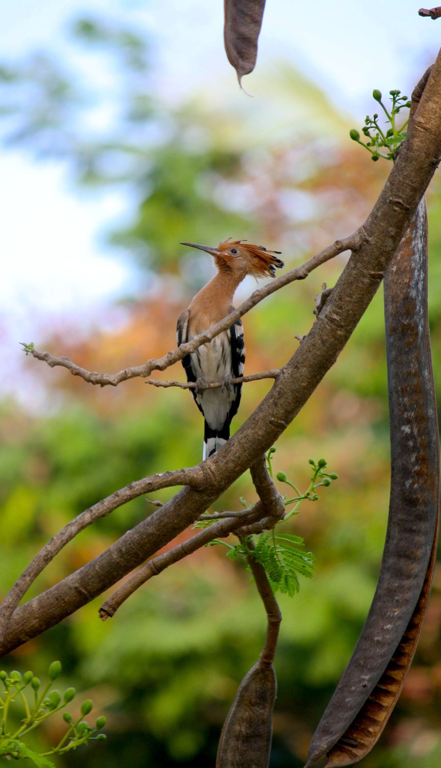 A hoopoe perched among branches