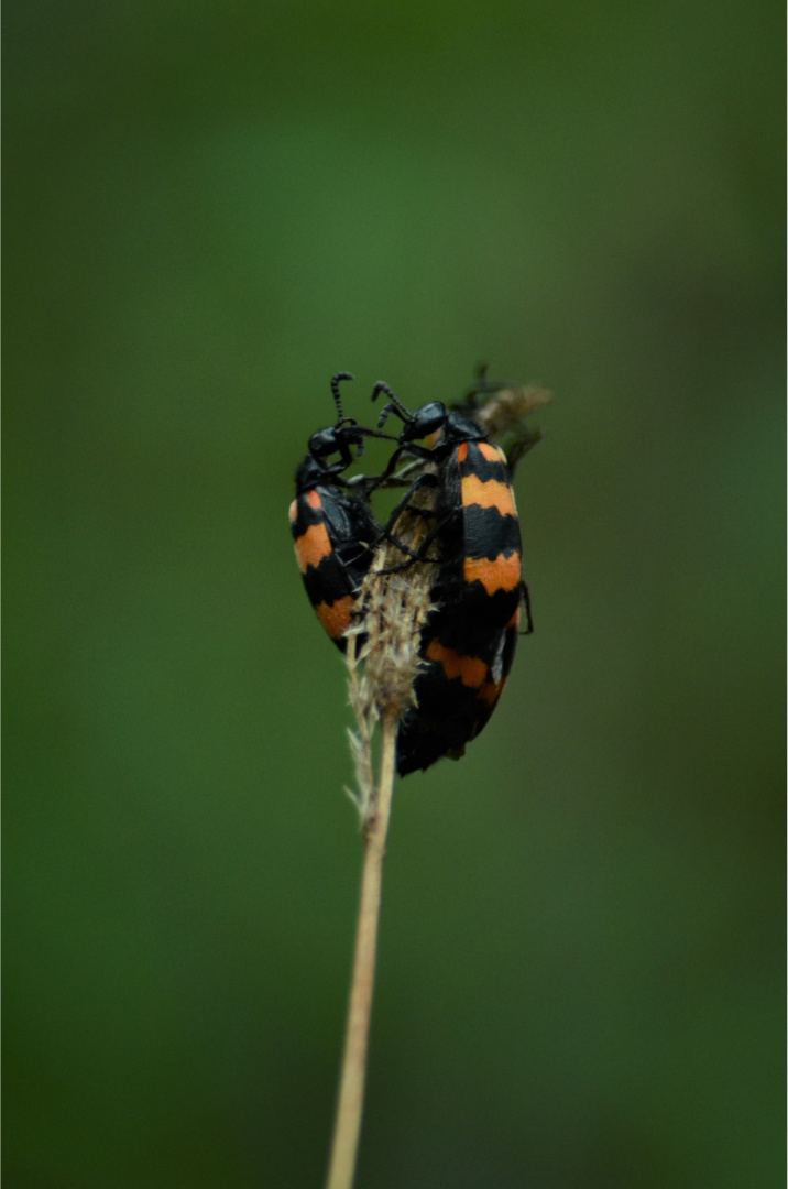 A small insect clinging to a stem against green