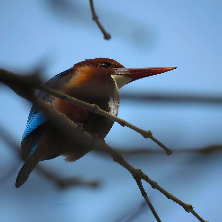 A close view of a kingfisher against blue