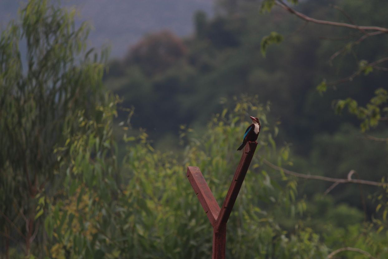 A kingfisher perched on a post with trees behind