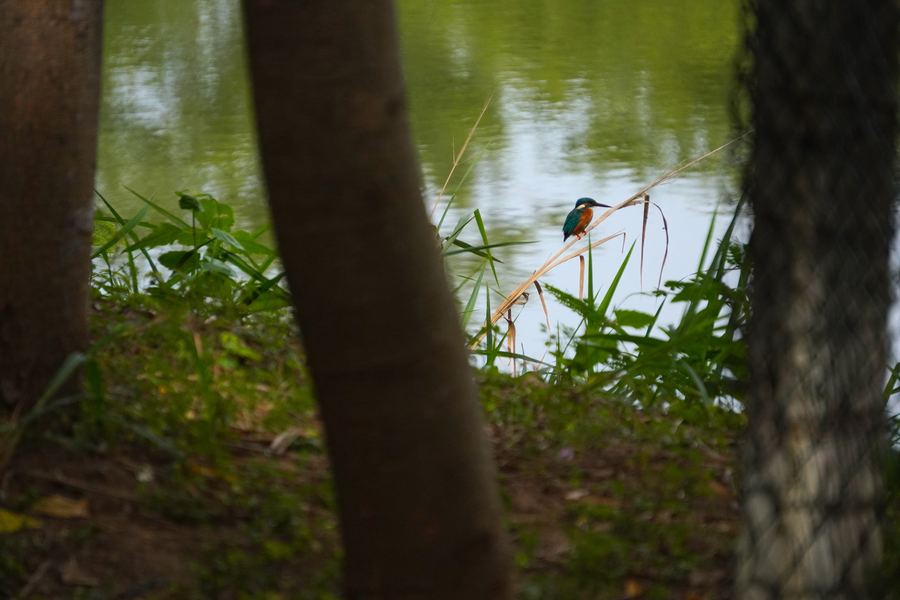 A kingfisher by the water, framed by tree trunks