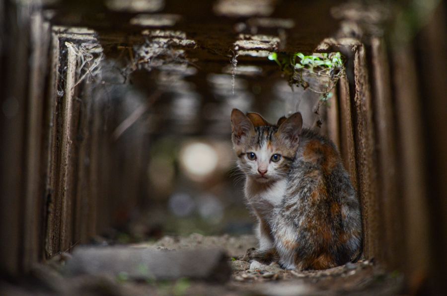 A kitten looking out from a sheltered ledge