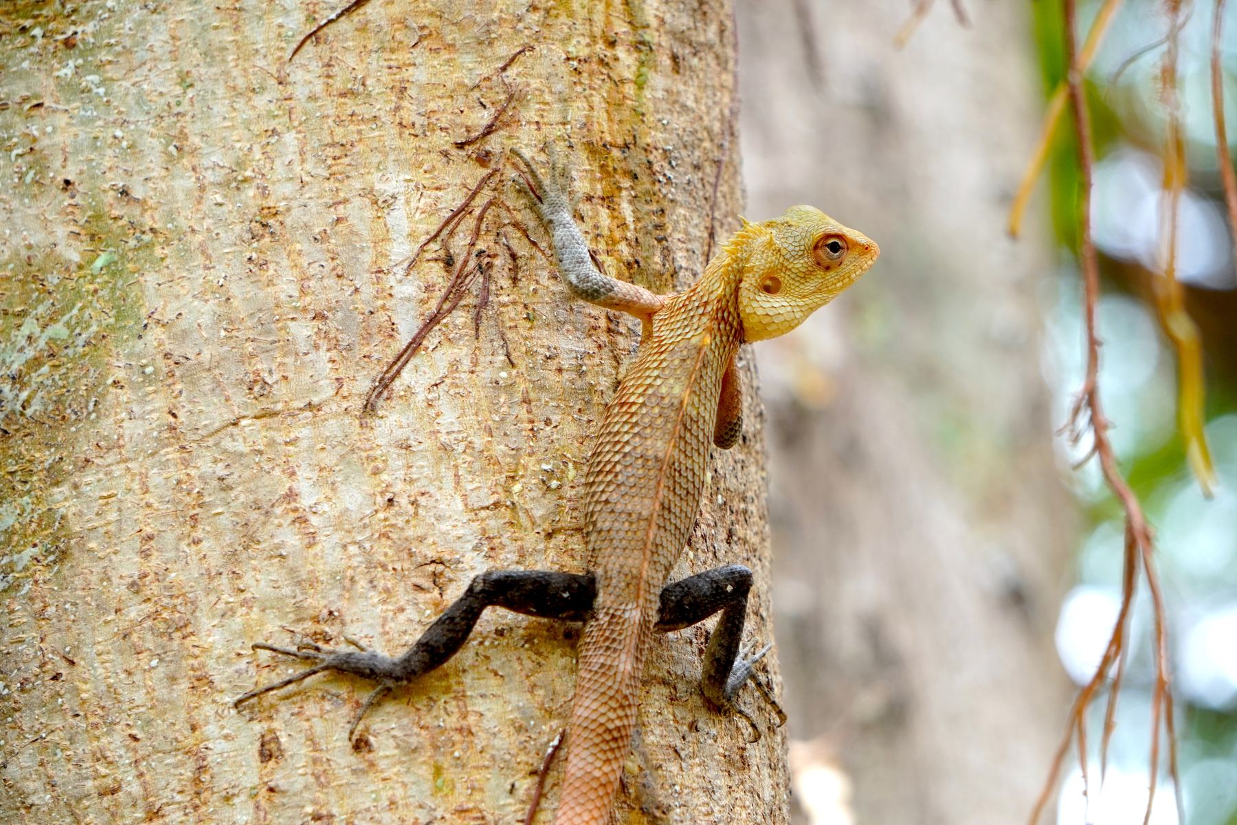 A golden lizard climbing a tree trunk