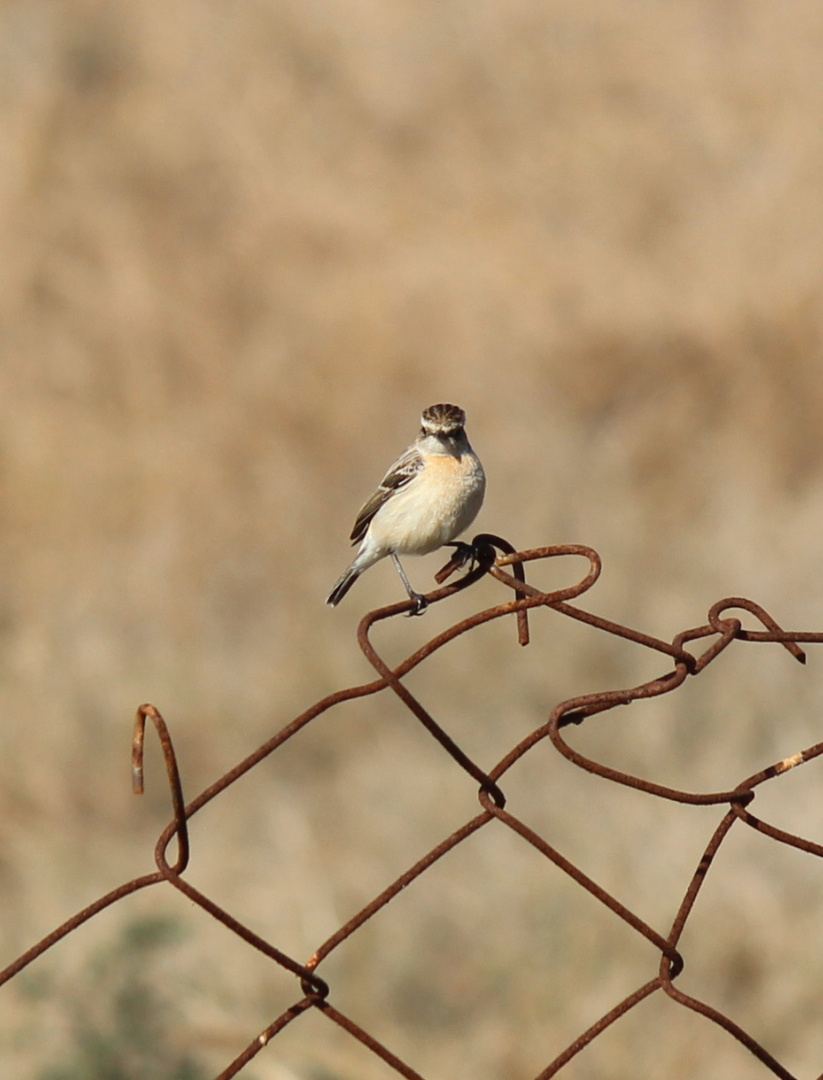 A pale bird on a thin bare branch