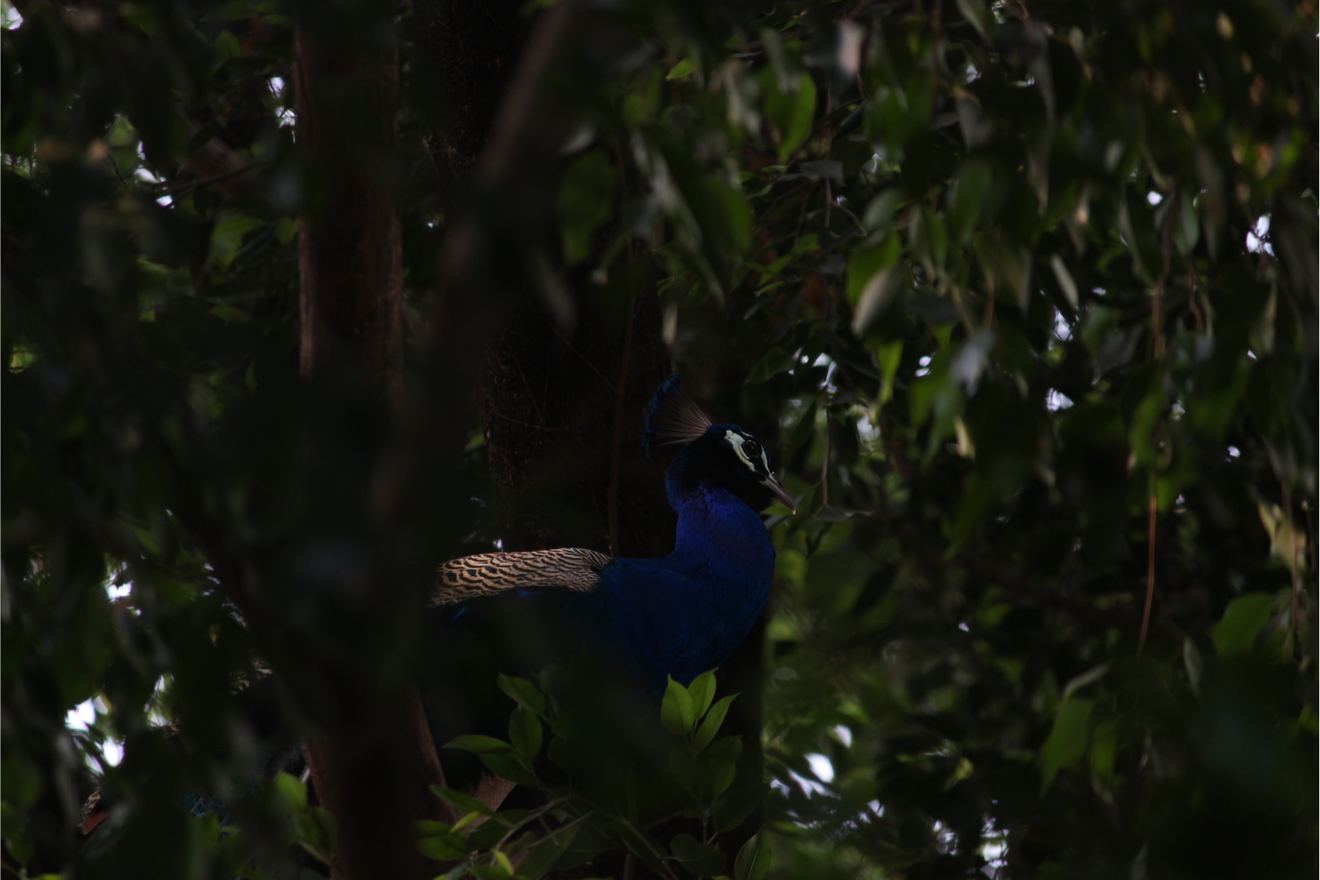 A peacock among dark leaves