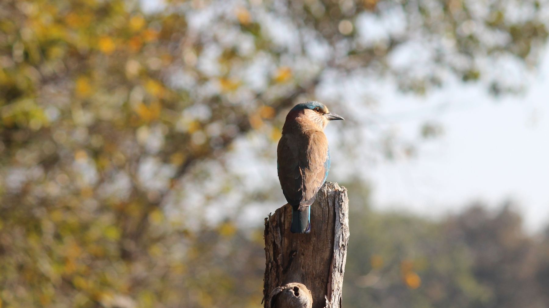 A bird of prey perched on a weathered stump