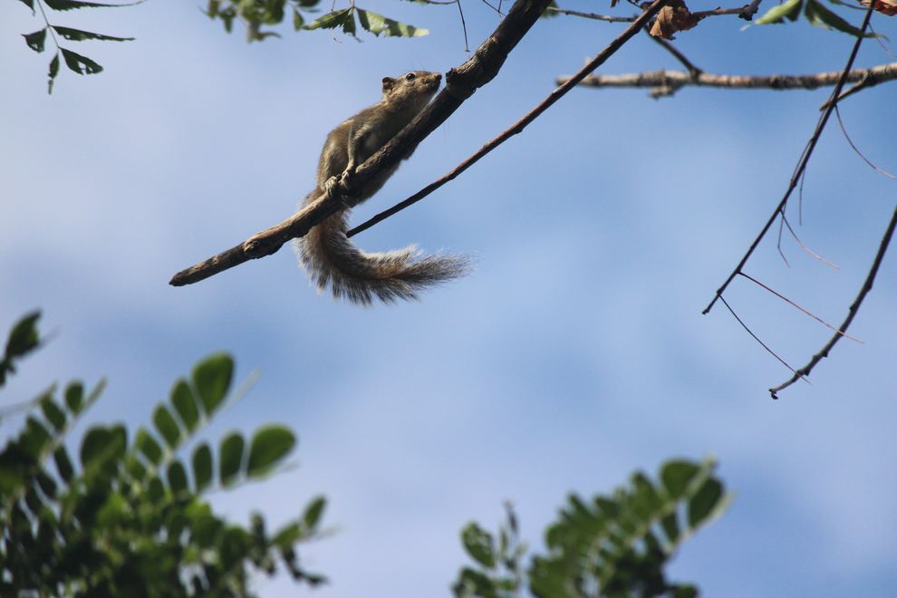 A squirrel perched on a branch against blue sky