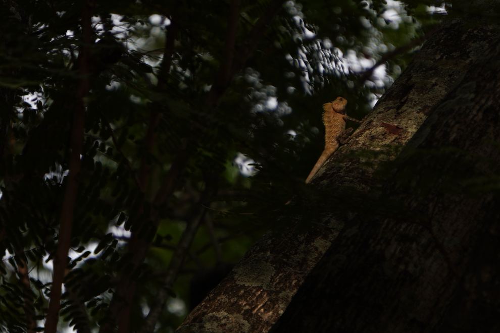 A squirrel clinging to a tree in shade