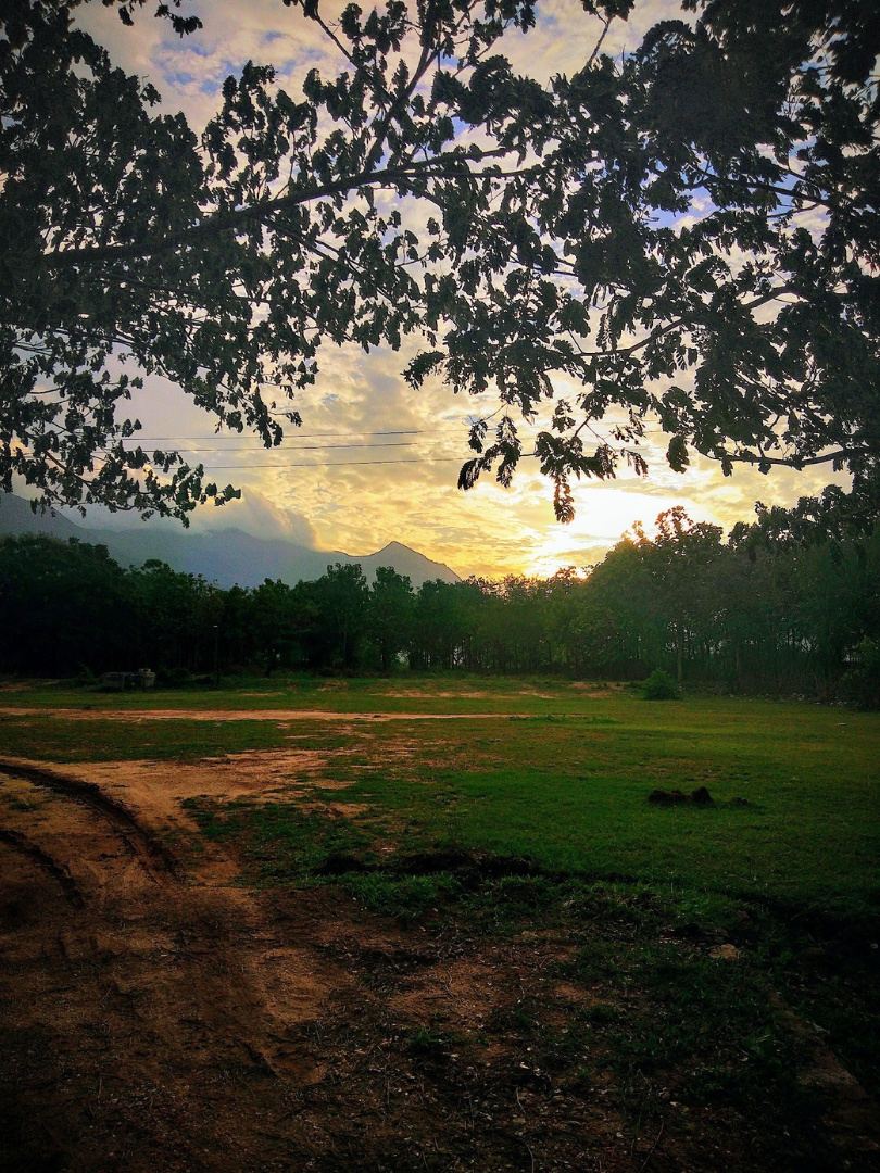 Trees framing an open field in evening light