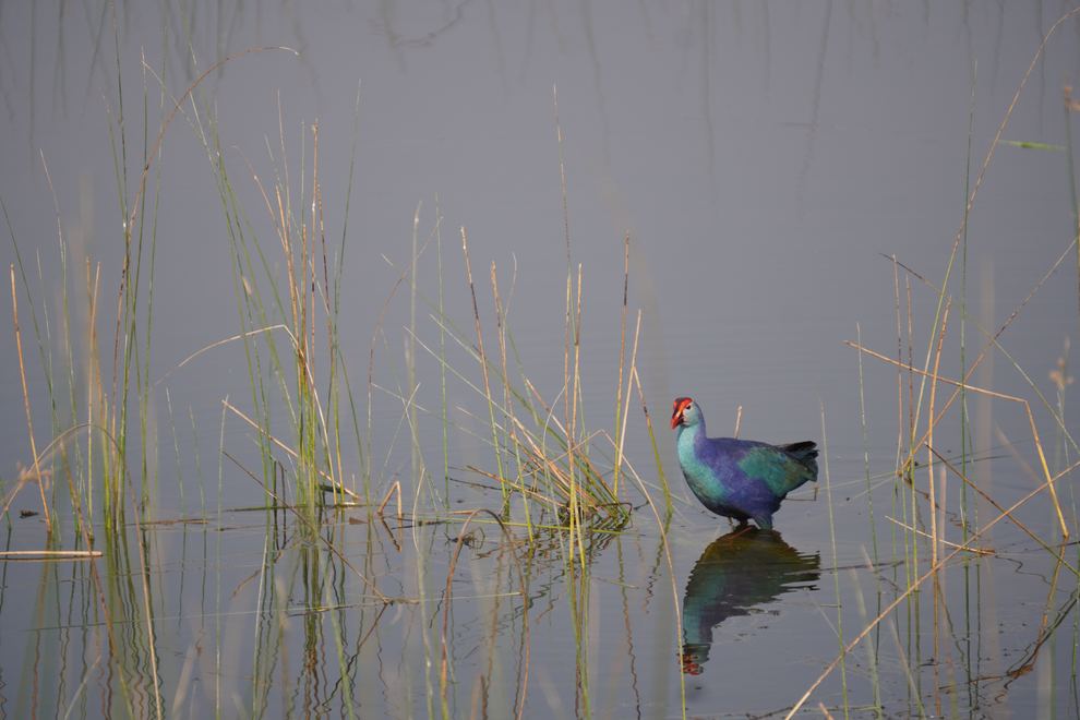 A colorful waterbird among tall reeds