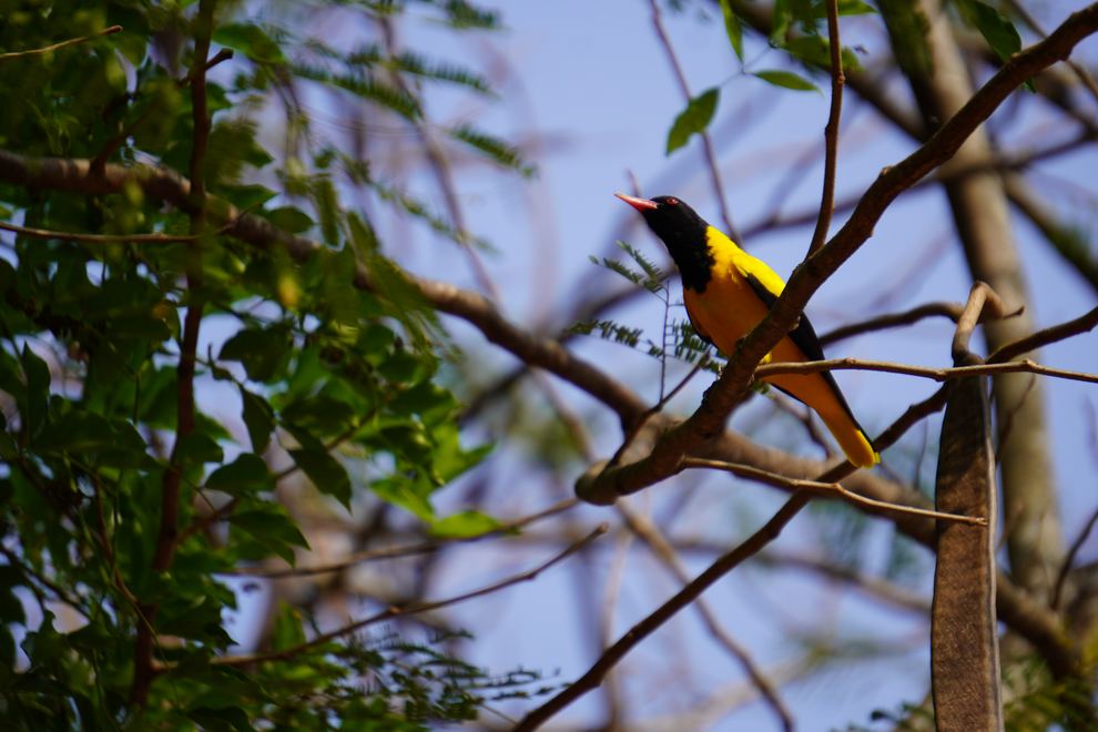 A yellow-bellied bird perched among branches