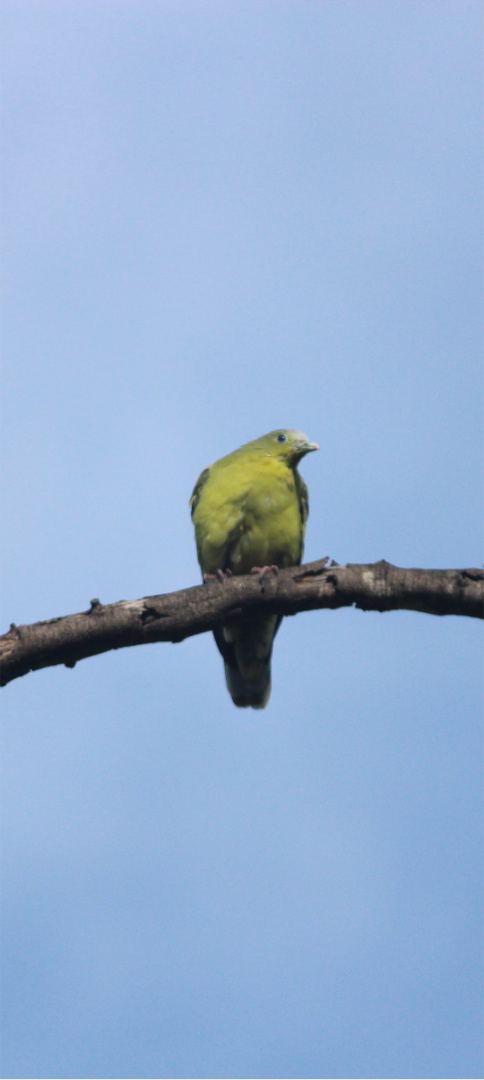 A small yellow bird against blue sky