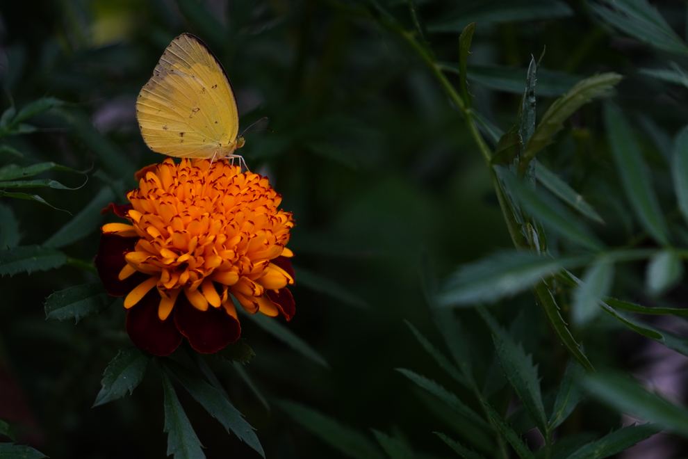 A yellow butterfly on an orange flower