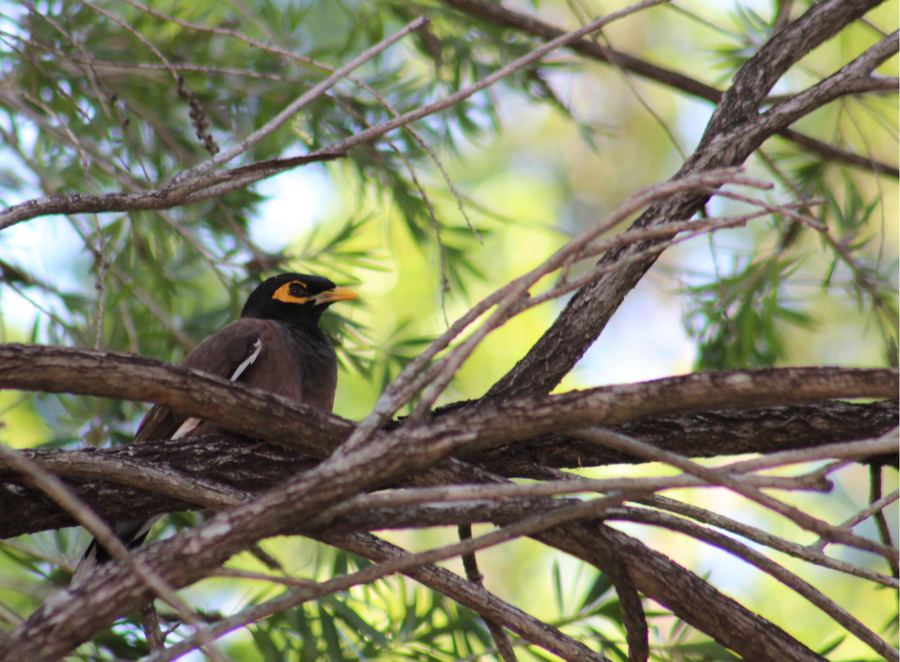 A yellow-eyed bird among branches